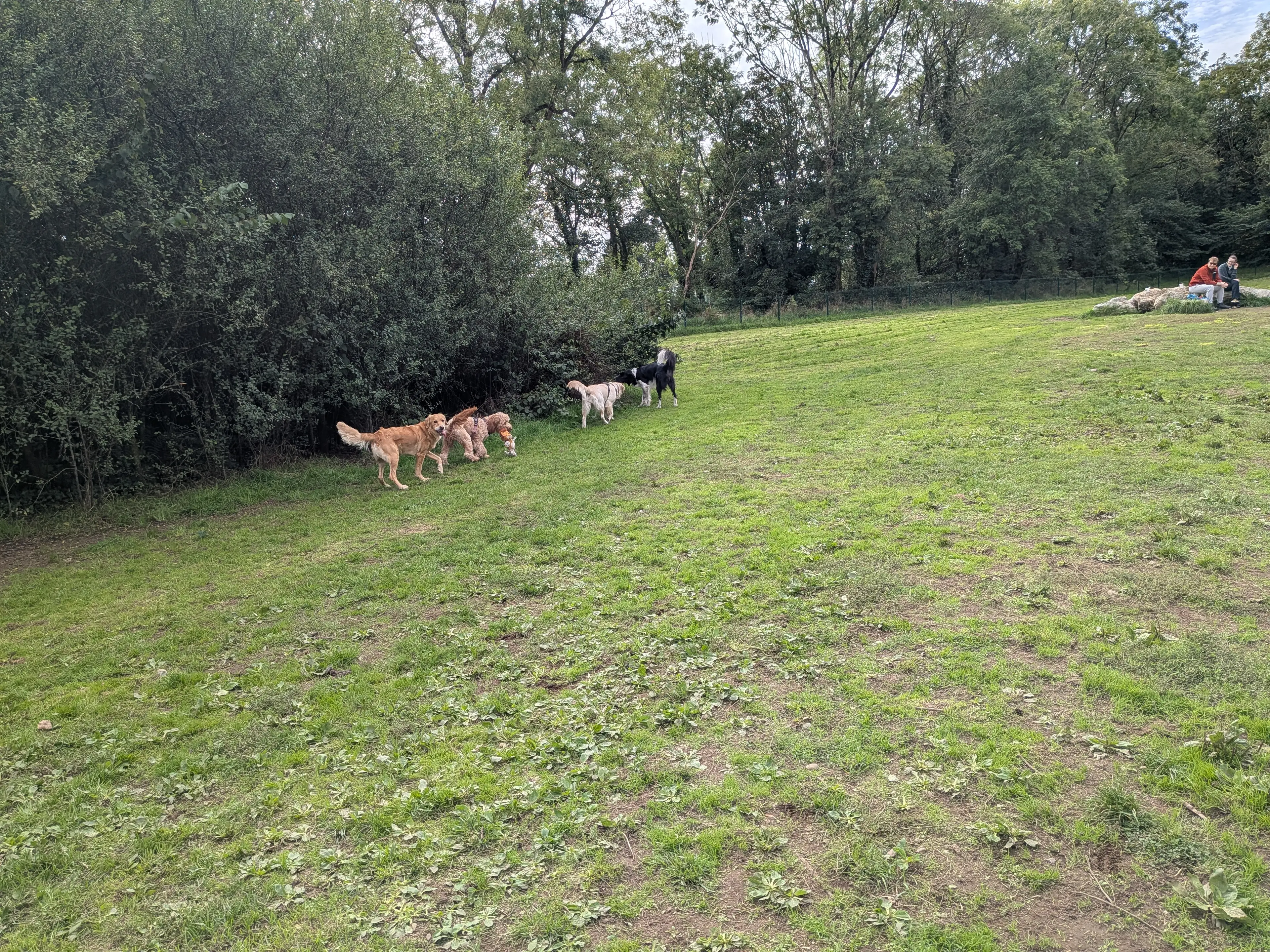 Dogs playing together