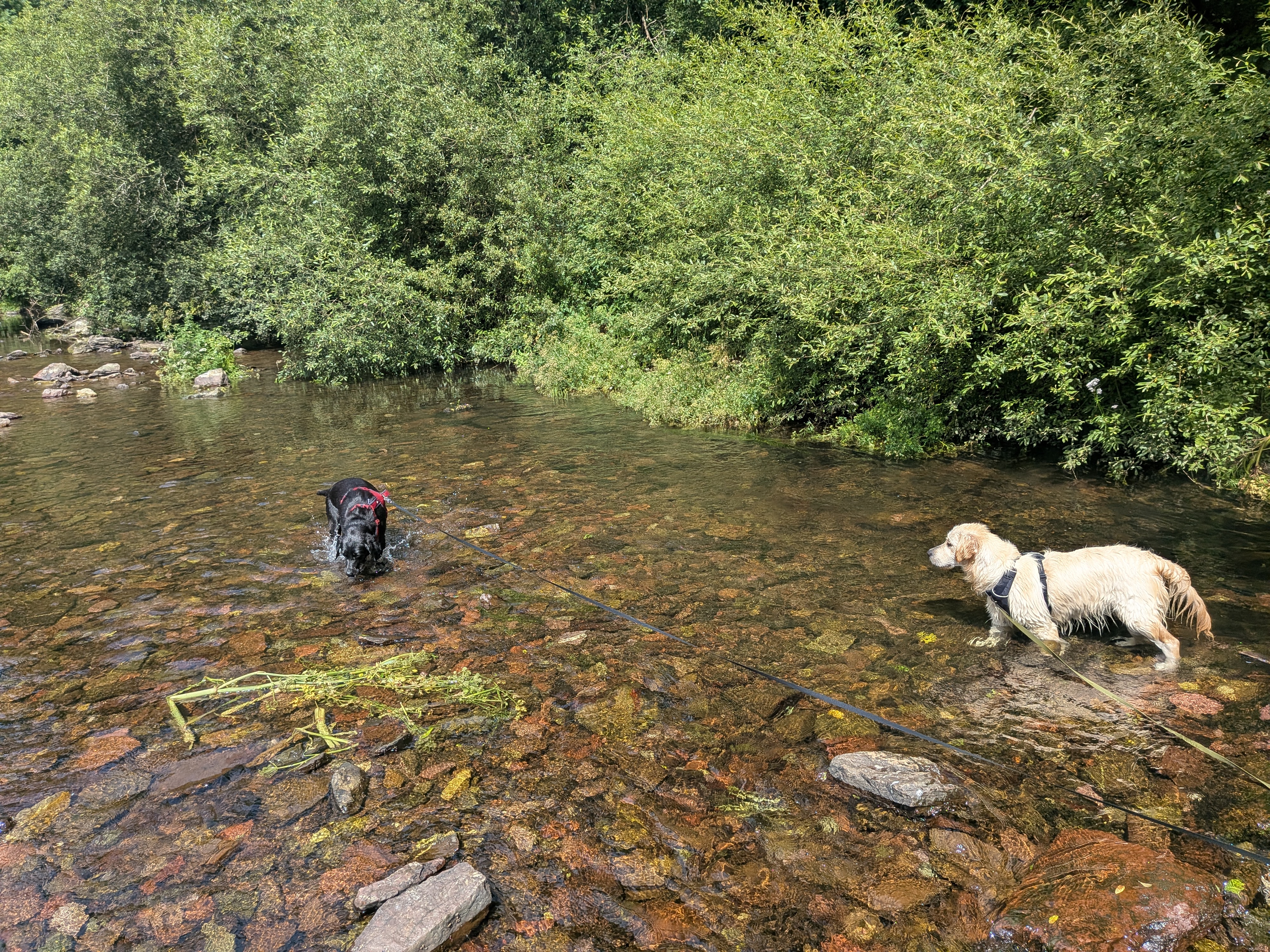 Dogs exploring outside